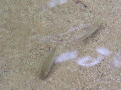 Osteochilus vittatus