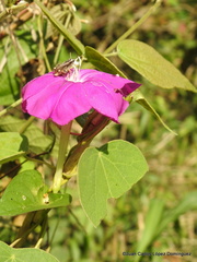 Ipomoea purga
