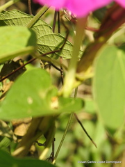 Ipomoea purga