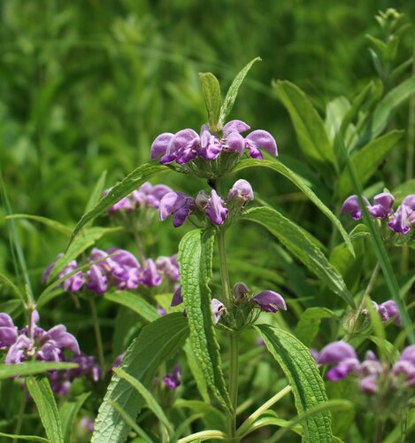 rough-leaved phlomis