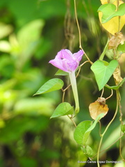 Ipomoea purga