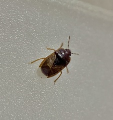 Amnestus pusillus