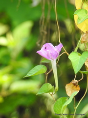 Ipomoea purga