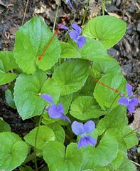 Viola selkirkii
