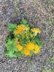 Cacaliopsis nardosmia