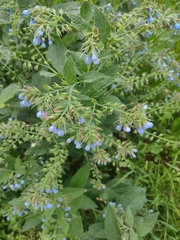 Symphytum caucasicum