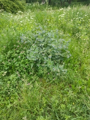 Symphytum caucasicum