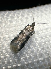 Acrobasis vaccinii