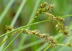 Carex cusickii