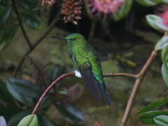 Eriocnemis cupreoventris