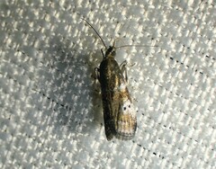 Acrobasis vaccinii