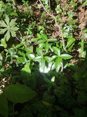 Euonymus fortunei