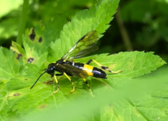 Tenthredo maculata