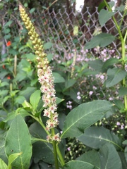 Phytolacca heterotepala