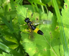 Tenthredo maculata