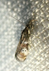Acrobasis vaccinii