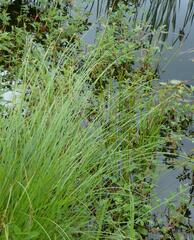 Carex cusickii