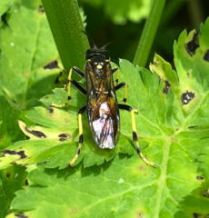 Tenthredo maculata