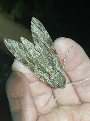 Agrius convolvuli