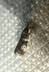 Acrobasis vaccinii