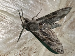 Agrius convolvuli