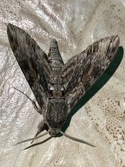 Agrius convolvuli