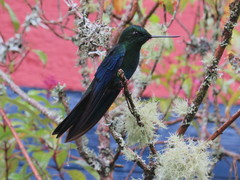 Pterophanes cyanopterus
