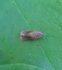 Olethreutes astrologana