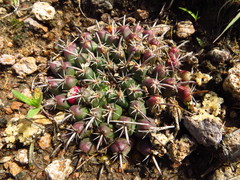 Mammillaria uncinata