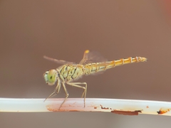 Brachythemis contaminata