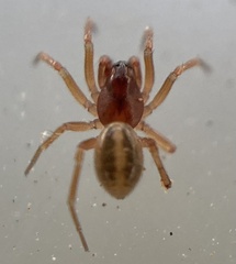 Gnathonarium dentatum