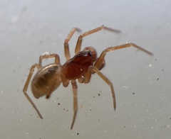 Gnathonarium dentatum