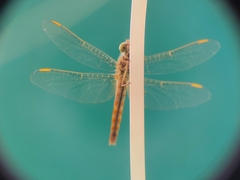 Brachythemis contaminata