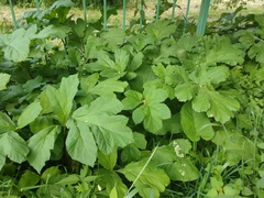 Heracleum sosnowskyi