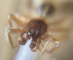 Gnathonarium dentatum