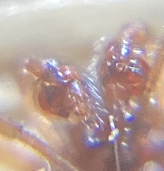 Gnathonarium dentatum