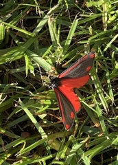 Tyria jacobaeae