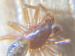 Gnathonarium dentatum