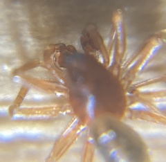 Gnathonarium dentatum