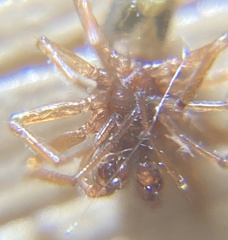 Gnathonarium dentatum