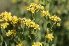 Pearsonia cajanifolia