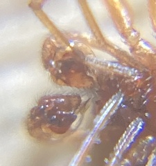 Gnathonarium dentatum