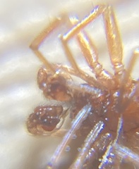 Gnathonarium dentatum