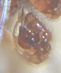 Gnathonarium dentatum