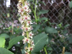 Phytolacca heterotepala