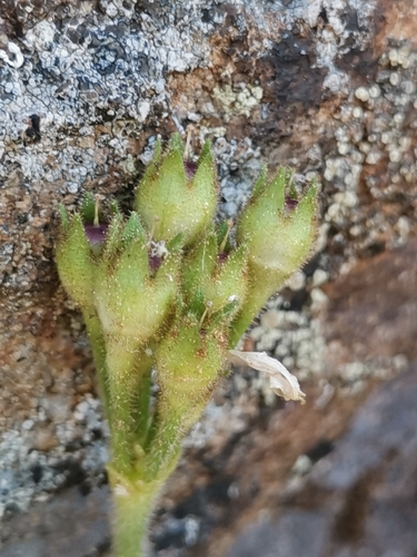 Primula villosa, photograph 5
