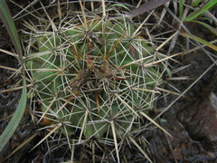 Coryphantha ottonis