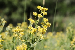 Pearsonia cajanifolia