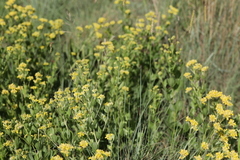 Pearsonia cajanifolia
