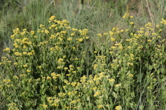 Pearsonia cajanifolia